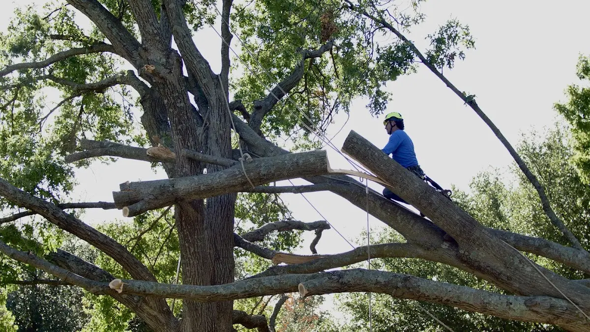 Professional Hazardous Tree Removal performed by certified arborists in Gordonville