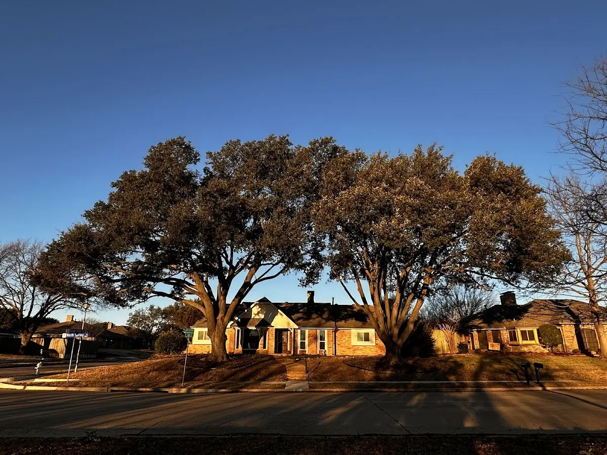 Established residential canopy tree shading a home in Gordonville